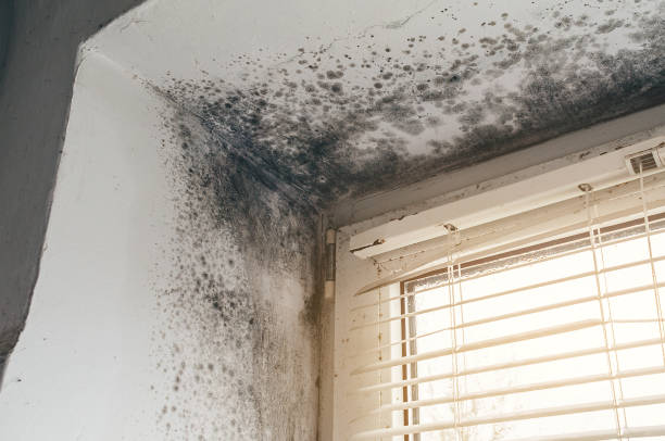 Affordable Mold Removal solutions in Triangle, VA